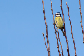 Blue tit in a tree