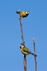 Two blue tits in a tree © Tristan