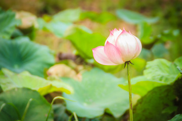 Pink sacred lotus flower (Nelumbo nucifera) with green leaves in nature background. Nelumbo nucifera, also known as Indian lotus, sacred lotus, bean of India, Egyptian bean or simply lotus.