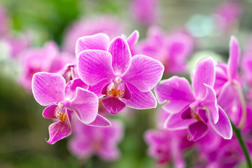 Fototapeta na wymiar Pink Thai royal orchid