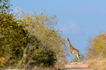 South African giraffe or Cape giraffe (Giraffa camelopardalis giraffa). Limpopo Province. South Africa