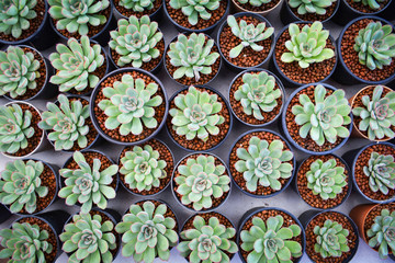 Echeveria Succulent plants in pot in the garden nursery cactus farm agriculture - top view