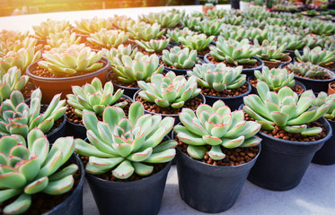 Echeveria Succulent plants in pot in the garden nursery cactus farm agriculture