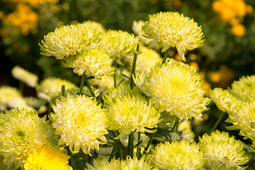 Beautiful dandelion background, yellow flowers is blooming in th
