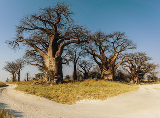 Naklejka premium Baines Baobabs, Nxai Pans National Park, Botswana