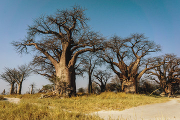 Fototapeta na wymiar Baines Baobabs, Nxai Pans National Park, Botswana