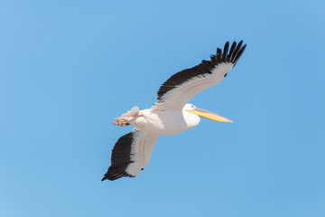 Fototapeta na wymiar Pelican migration at Emek Hefer