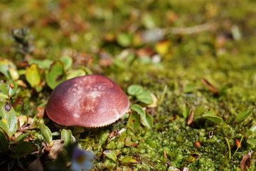 kleiner Rot brauner Pilz