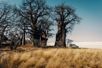 Fototapeta premium Campingtour mit dem Geländewagen zu Baines Baobabs, Nxai Pans National Park, Botswana
