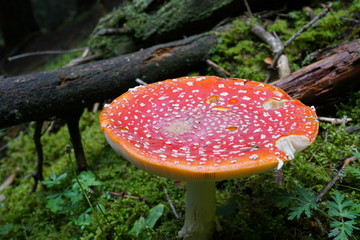 Fliegenpilz im Wald
