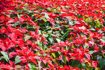 Beautiful leaf red poinsettia background blooming in the garden or Christmas star flowers plant