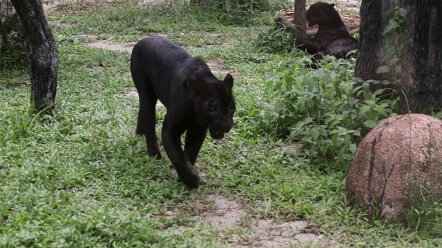 Beautiful Black Panther in the forest.Black Jaguar Animals in sexual intercourse