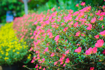 Beautiful yellow and pink portulaca oleracea flowers, also known as common purslane, verdolaga, little hogweed, red root, or pursley.