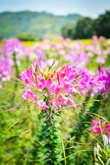 Beautiful spider flower pink blossom in the flower field spring colorful garden - Cleome hassleriana