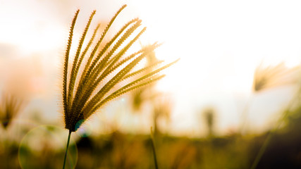 Reed Before Sunset