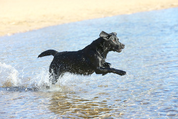 Labrador playing at the Beach