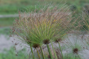 Paper reed growing in Israel