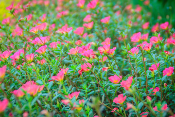 Beautiful pink portulaca oleracea flowers, also known as common purslane, verdolaga, little hogweed, red root, or pursley.