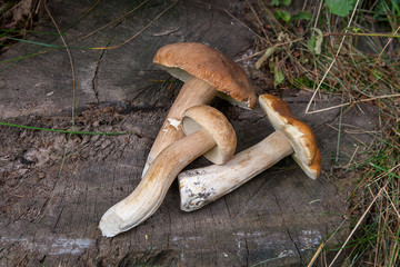 Several porcini mushrooms (Boletus edulis, cep, penny bun, porcino or king bolete) on wooden...