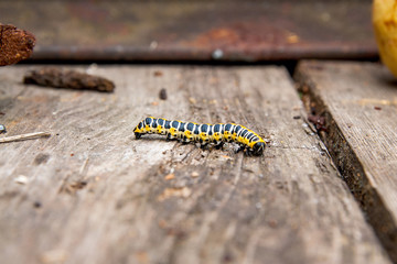 Beautiful black and yellow caterpillar on vintage wooden background.