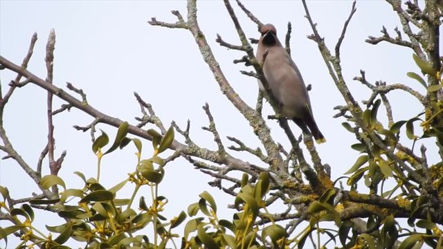 Seidenschwanz&nbsp;(Bombycilla garrulus)