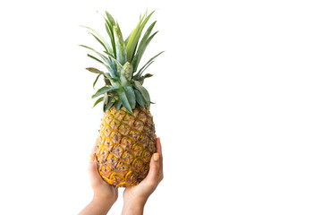 Female hands holding up an entire fresh pineapple isolated on pure white background. Pineapple on white background.