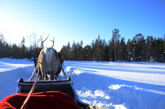 Course en traineau tiré par des rennes (Levi- Laponie finlandaise)