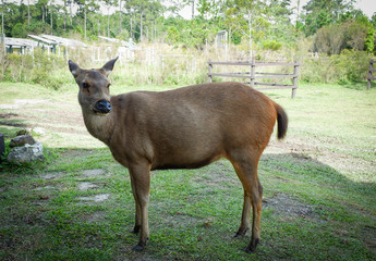 Female red deer looking in the national park