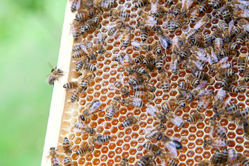 Close up view of working bees on honeycomb with sweet honey.