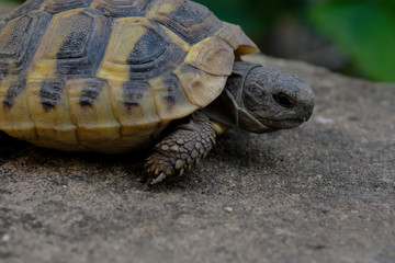 Turtle face close-up details