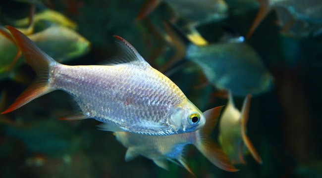 silver barb or Java barb fish red tail swimming in fish tank underwater aquarium