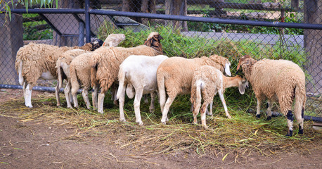 Obraz premium Group of sheep eating grass grazing in the sheep farm agriculture asia
