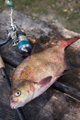 Close up view of big freshwater common bream and fishing rod with reel on vintage wooden background..