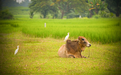 Asia cow lying on rice field and bird on cow agriculture farm on countryside