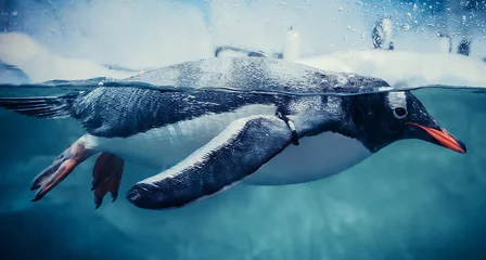 Fototapeten Eselspinguin schwimmt Meereslebewesen unter Wasser Ozean / Pinguin an der Oberfläche und Tauchen im Tauchwasser © Bigc Studio