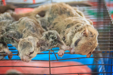 Sunda flying lemur for sale in the wild market at Thai-Cambodia border market. The Sunda flying lemur (Galeopterus variegatus) or Sunda Colugo, also known as the Malayan flying lemur or Malayan colugo © kampwit