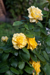 Beautiful yellow rose bush growing in the garden.