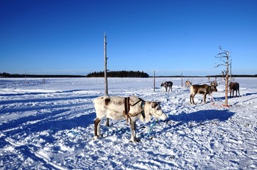 Course en traineau tiré par des rennes (Levi- Laponie finlandaise)