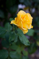 Beautiful yellow rose growing in the garden.