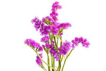 Fototapeta premium The Flower Close up white background 