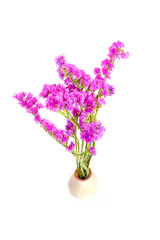 The Flower in vase Close up white background	