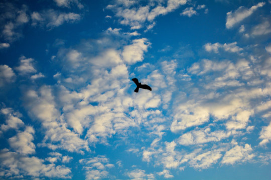 Silhouette of bird flying on blue sky with beautiful clouds in the morning