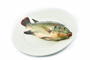 fresh raw tilapia fish freshwater on plate isolated on white background