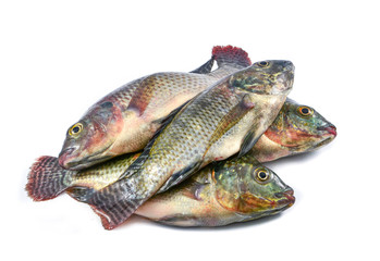 fresh raw tilapia fish freshwater isolated on white background