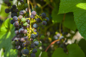 bunch of wild dark grapes in the garden in summer in the sun