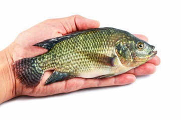 Fresh raw Tilapia fish freshwater in hand isolated on white background