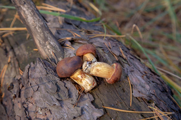 Wild edible bay bolete known as imleria badia or boletus badius mushroom on wooden background in pine tree forest..