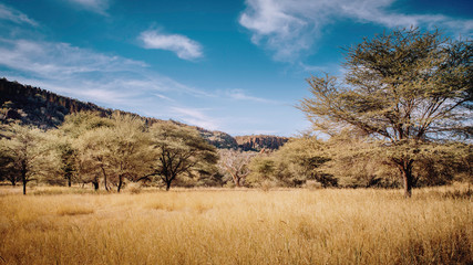 Fototapeta premium Blick über das Gras auf das Waterberg Plateau in der Abendsonne, Namibia