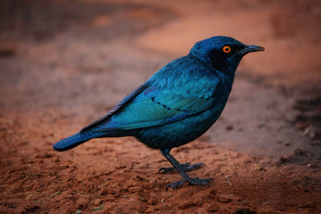 Rotschulter-Glanzstar (Lamprotornis nitens) auf dem Boden hockend, Waterberg, Namibia