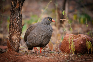 Rotschnabelfrankolin (Pternistis adspersus) auf dem Boden, Waterberg, Namibia